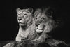 Lion And Lioness Mates Wall Art