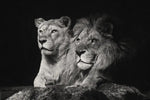 Lion And Lioness Mates Wall Art