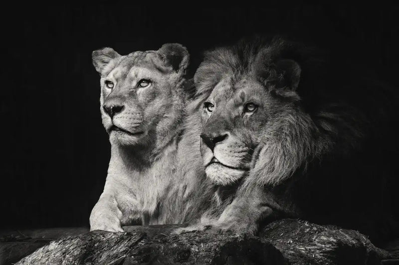 Lion And Lioness Mates Wall Art