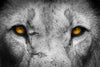 Lion Eyes Pop Wall Art