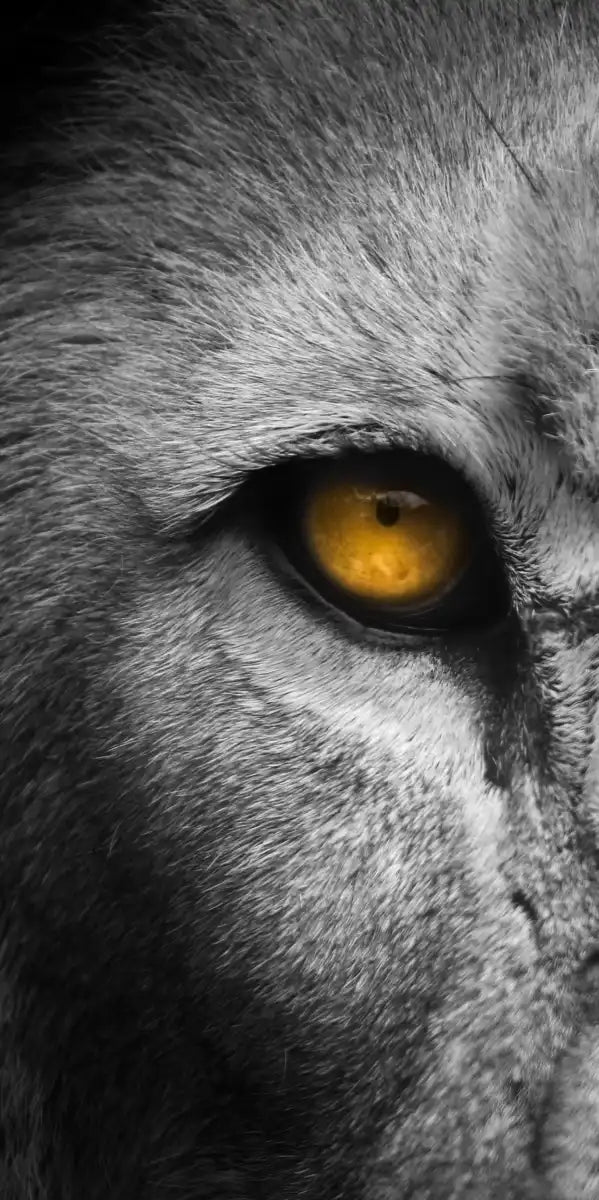 Lion Eyes Pop Wall Art