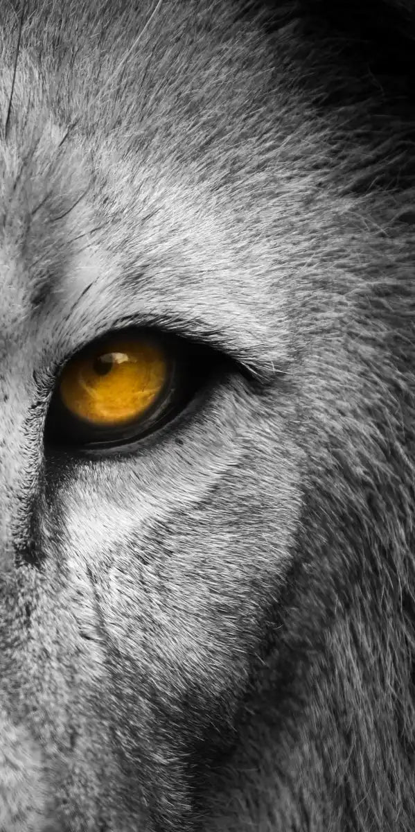 Lion Eyes Pop Wall Art
