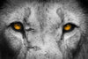Lion Eyes Pop Wall Art