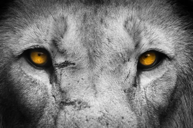 Lion Eyes Pop Wall Art