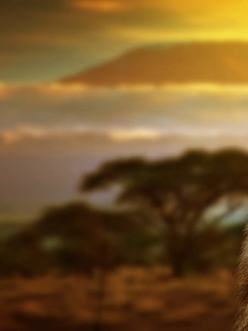 Lion In African Safari Wall Art
