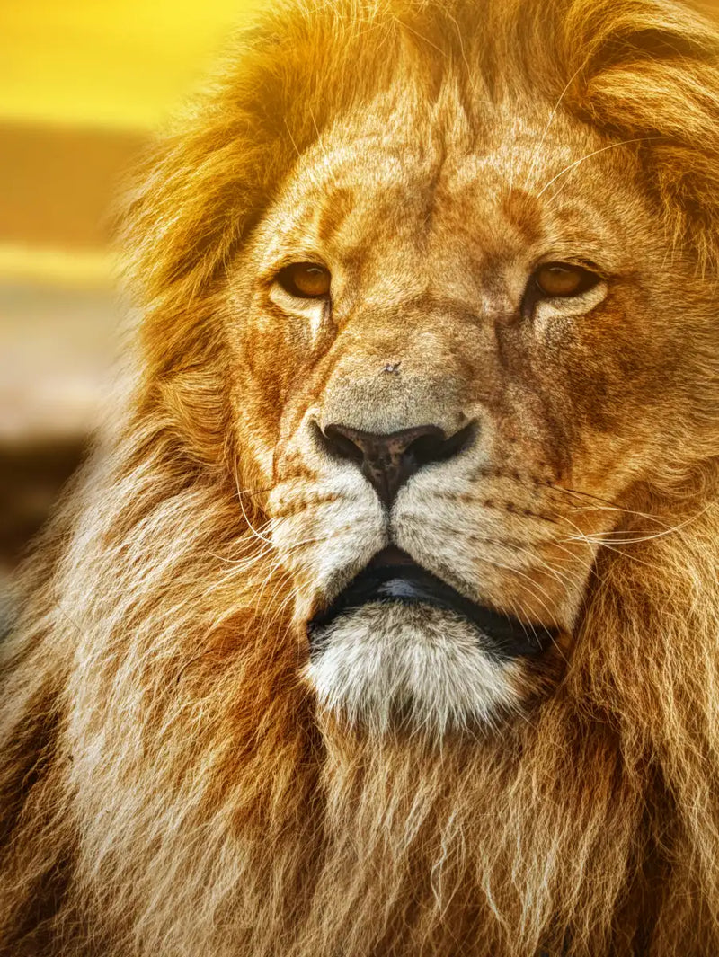 Lion In African Safari Wall Art