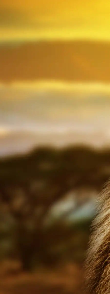 Lion In African Safari Wall Art