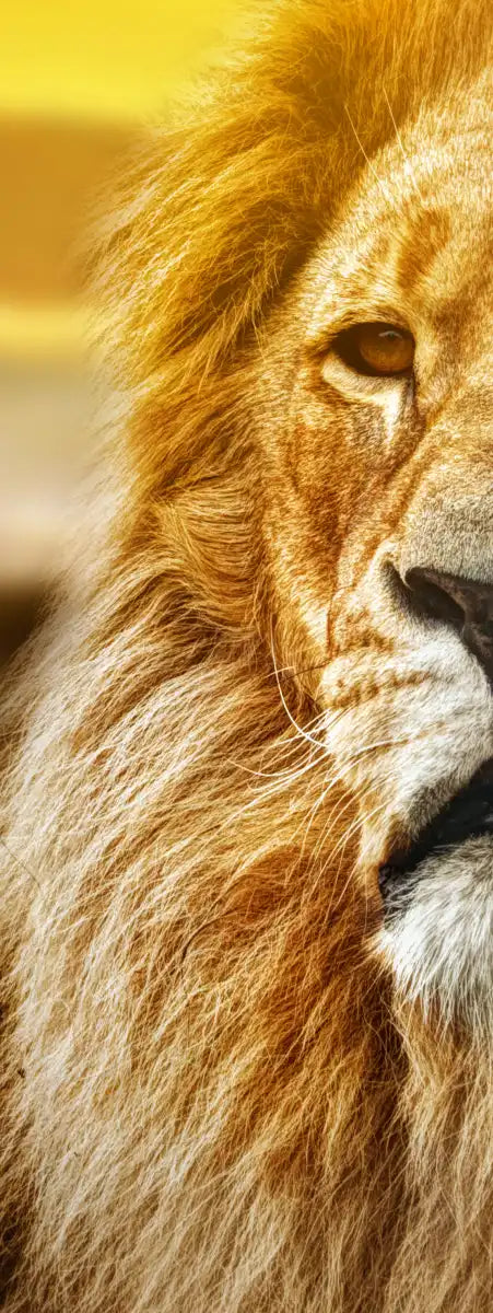 Lion In African Safari Wall Art