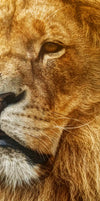 Lion In African Safari Wall Art
