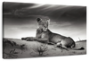 Lioness Wall Art
