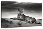 Lioness Wall Art