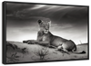 Lioness Wall Art