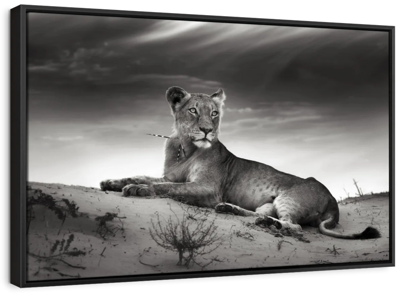 Lioness Wall Art