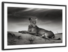 Lioness Wall Art
