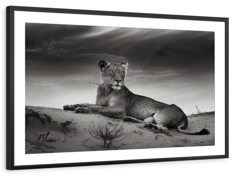 Lioness Wall Art