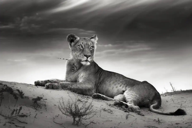 Lioness Wall Art