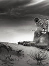 Lioness Wall Art