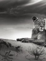 Lioness Wall Art