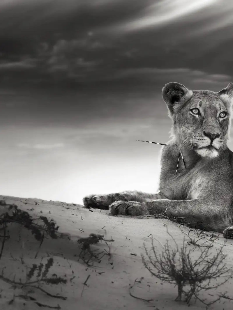 Lioness Wall Art