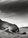 Lioness Wall Art