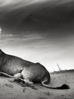 Lioness Wall Art