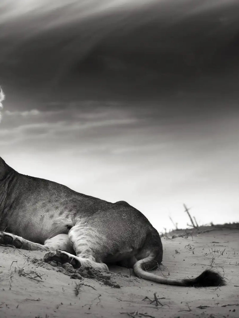 Lioness Wall Art