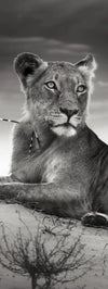 Lioness Wall Art