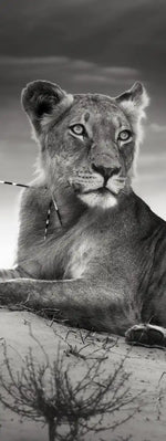 Lioness Wall Art