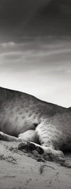 Lioness Wall Art