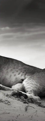 Lioness Wall Art