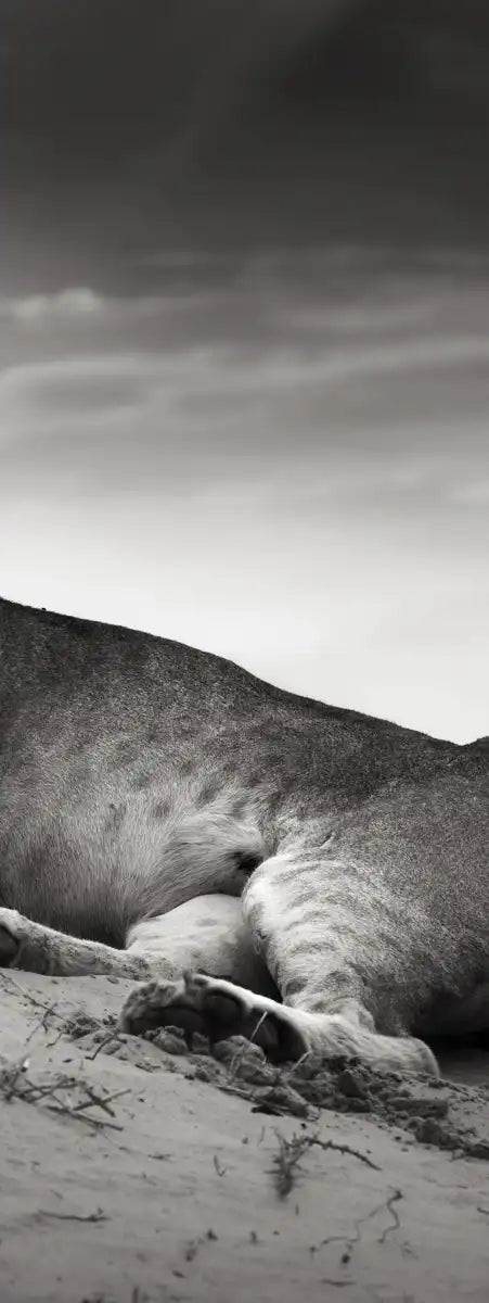 Lioness Wall Art