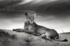 Lioness Wall Art