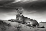 Lioness Wall Art