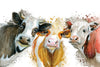 Livestock Cows Splash Wall Art