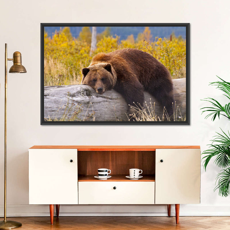 Resting Grizzly Bear Wall Art