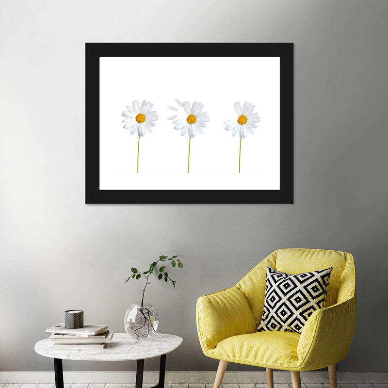 Plucked Daisies Wall Art