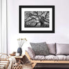Monochrome Angel Oak Tree Wall Art