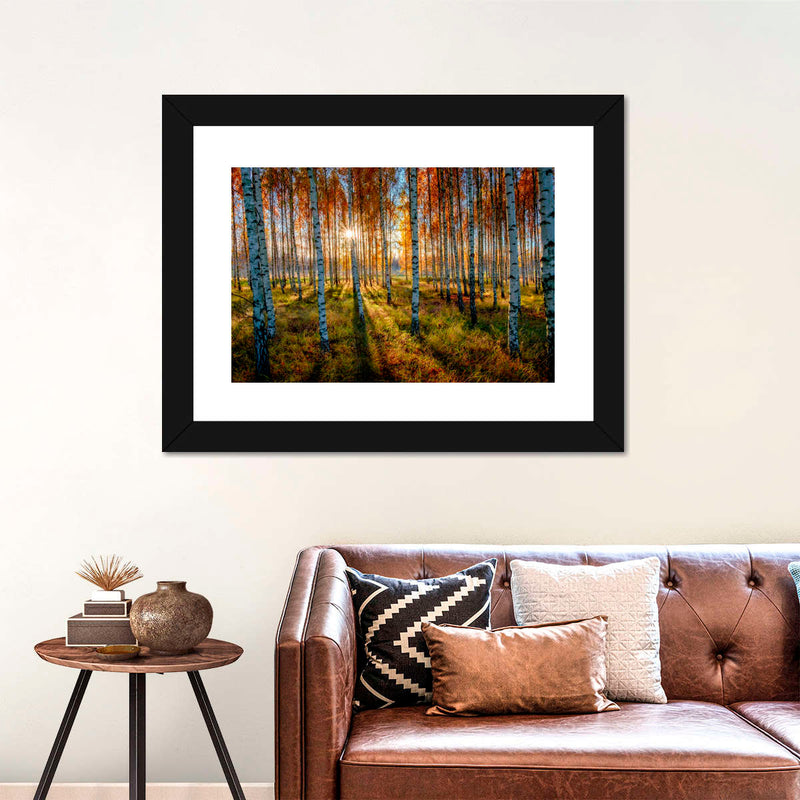 Swedish Birch Forest Wall Art