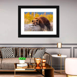 Resting Grizzly Bear Wall Art
