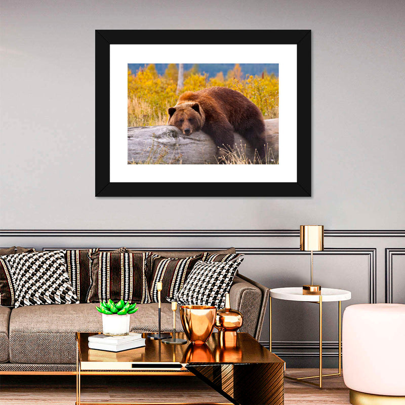 Resting Grizzly Bear Wall Art