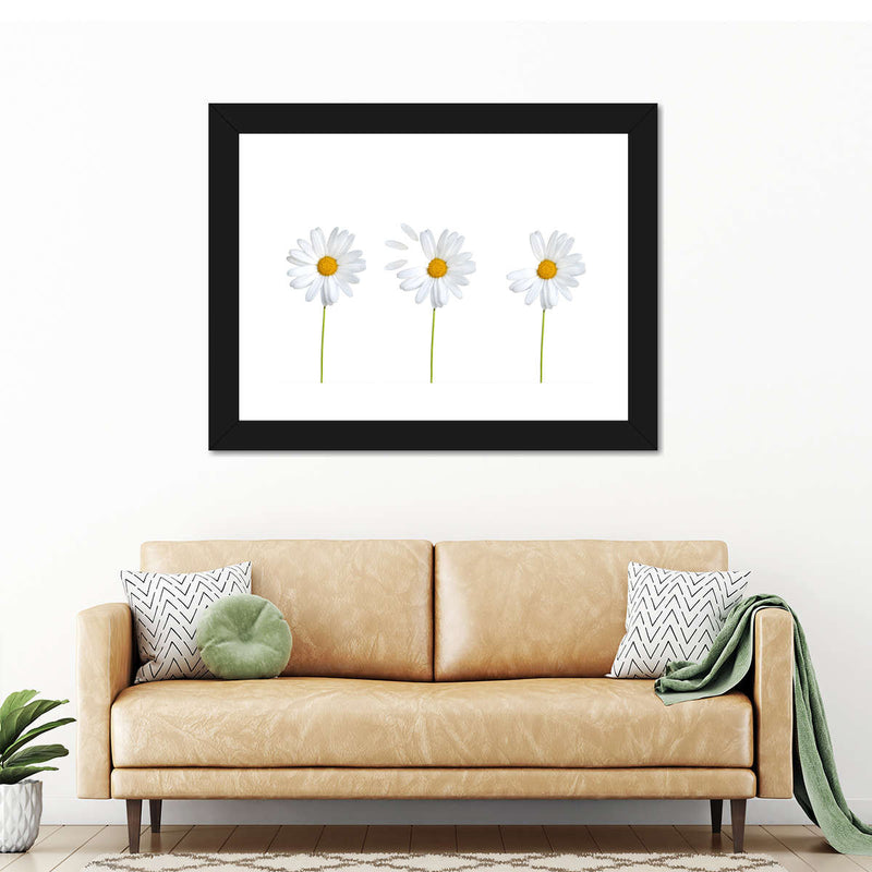 Plucked Daisies Wall Art