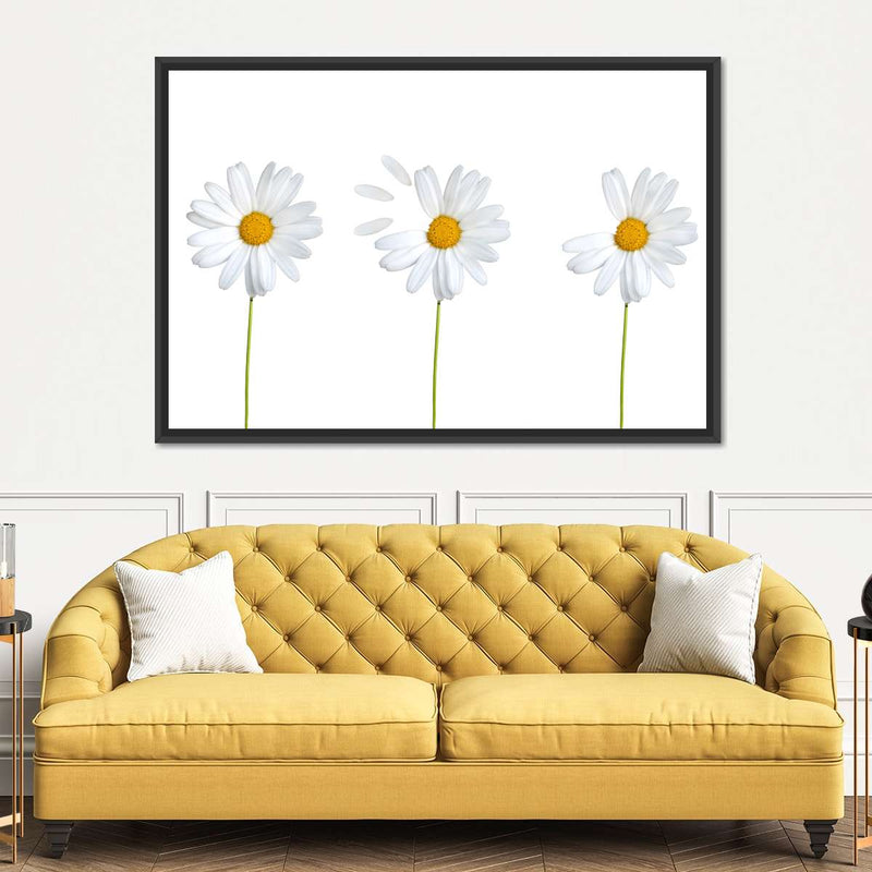 Plucked Daisies Wall Art