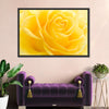 Yellow Rose Petals Wall Art