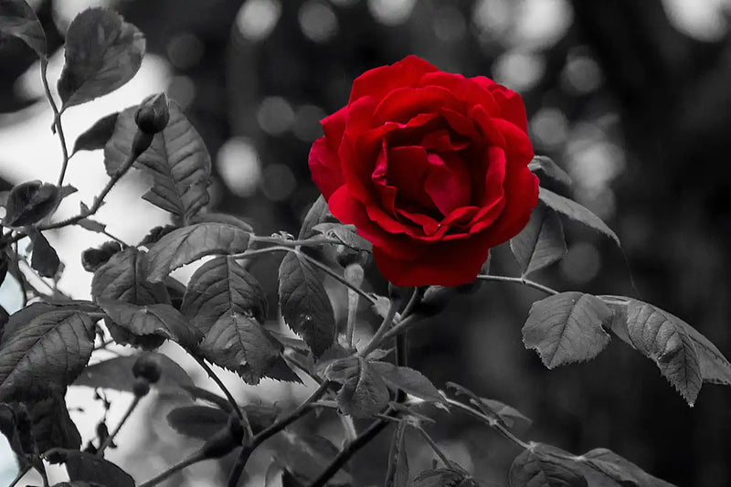 Lone Rose Pop Wall Art