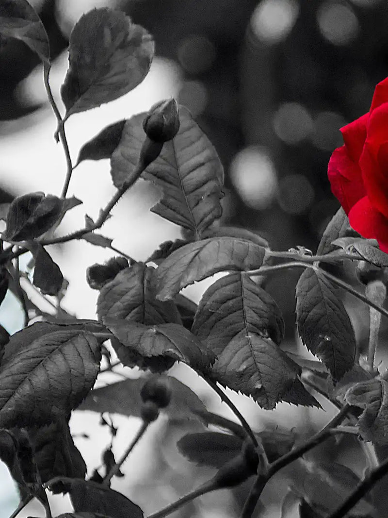 Lone Rose Pop Wall Art