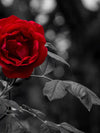 Lone Rose Pop Wall Art