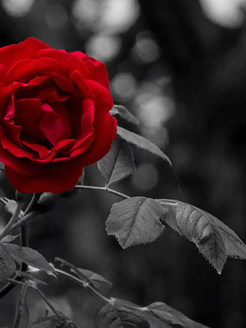 Lone Rose Pop Wall Art