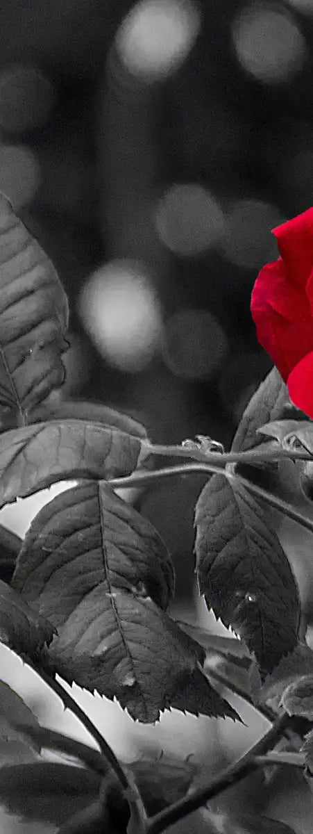 Lone Rose Pop Wall Art