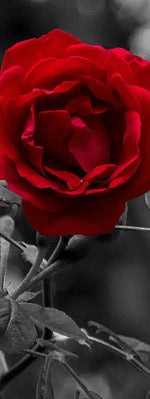 Lone Rose Pop Wall Art