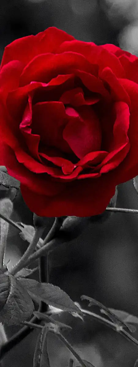 Lone Rose Pop Wall Art